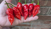 Dorset Naga - Pepper Seeds - White Hot Peppers